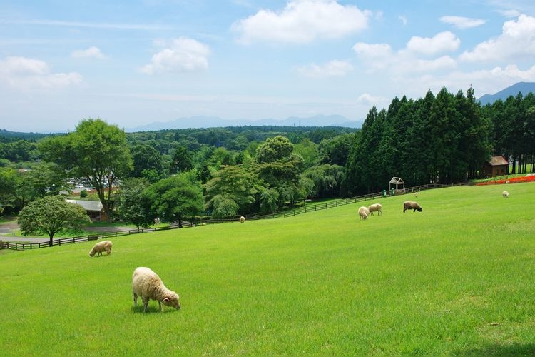 Makaino Farm
