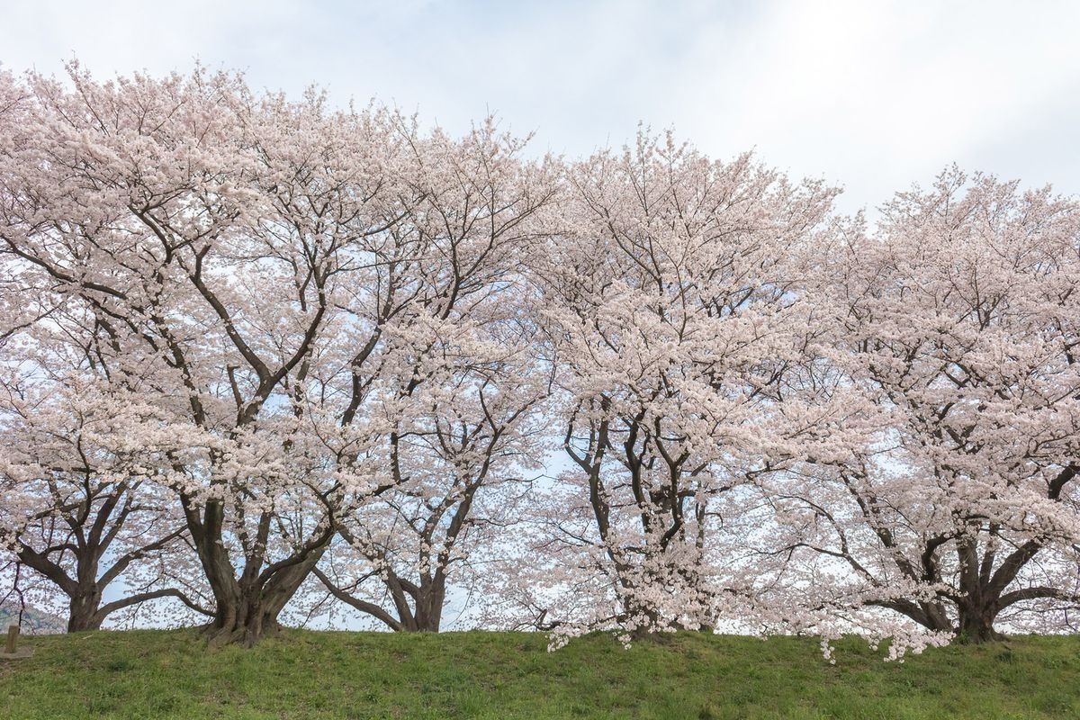 อุโมงค์ซากุระแห่งทุ่งหญ้า (Bokujo no Sakura)