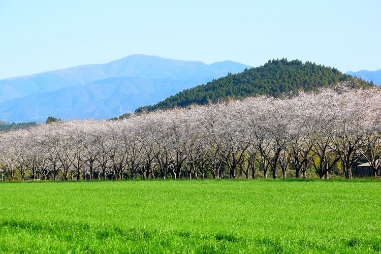 อุโมงค์ซากุระแห่งทุ่งหญ้า (Bokujo no Sakura)