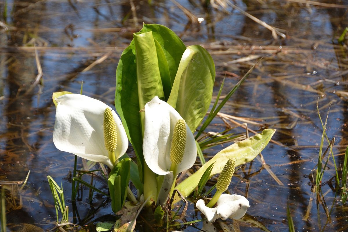 麦粉湿原 (Makunbetsu Wetland)