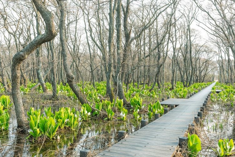 麦粉湿原 (Makunbetsu Wetland)