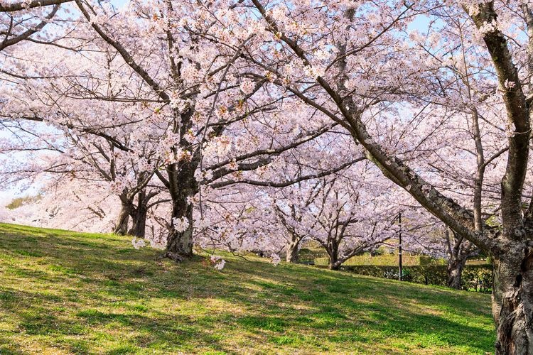 Parque Mami Koryo 2