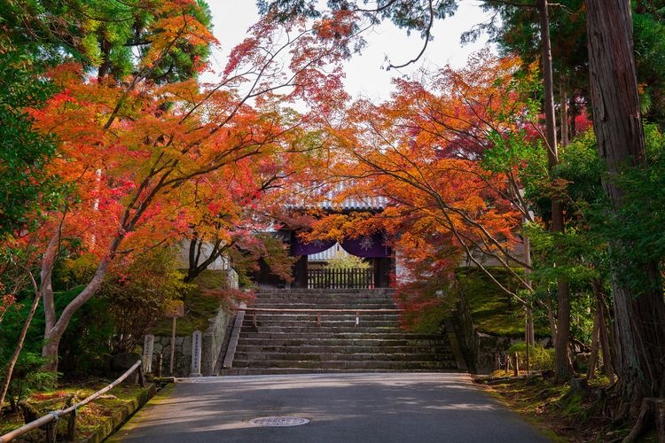 만슈인(曼殊院)
