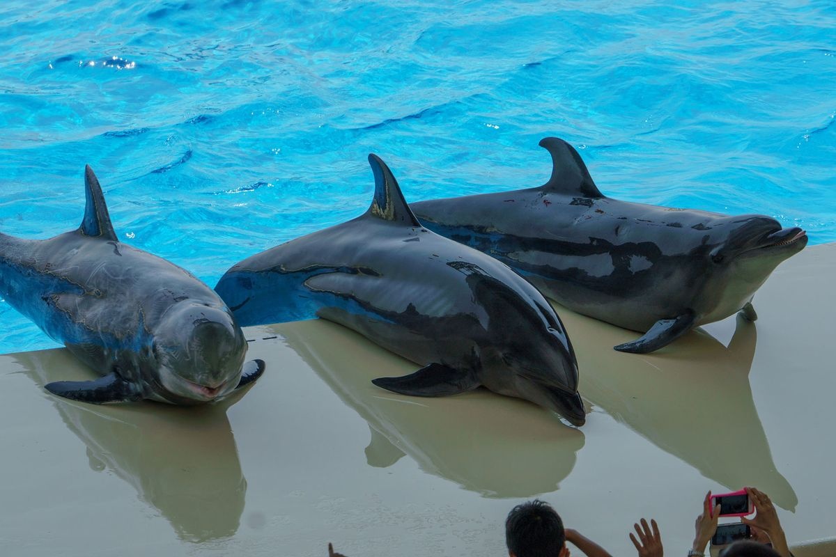 Marine World Uminonakamichi