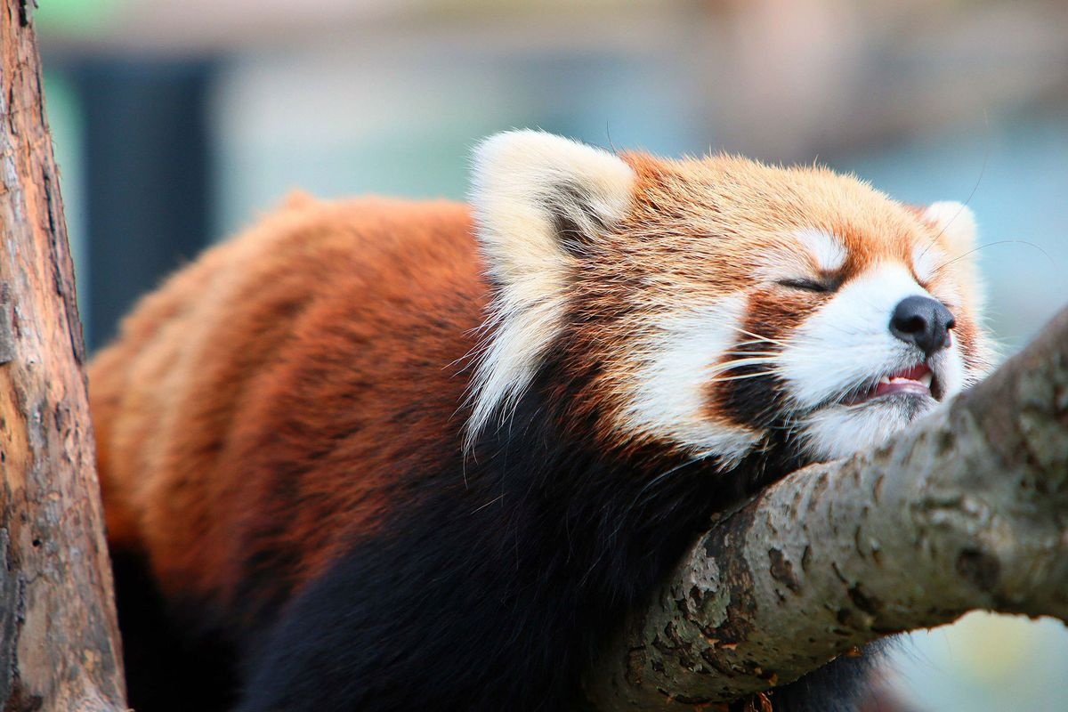 円山動物園