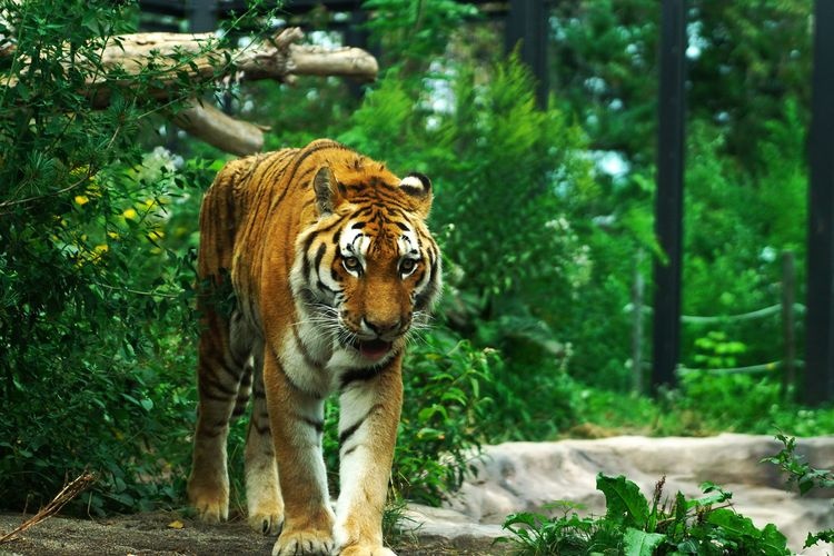 円山動物園 2