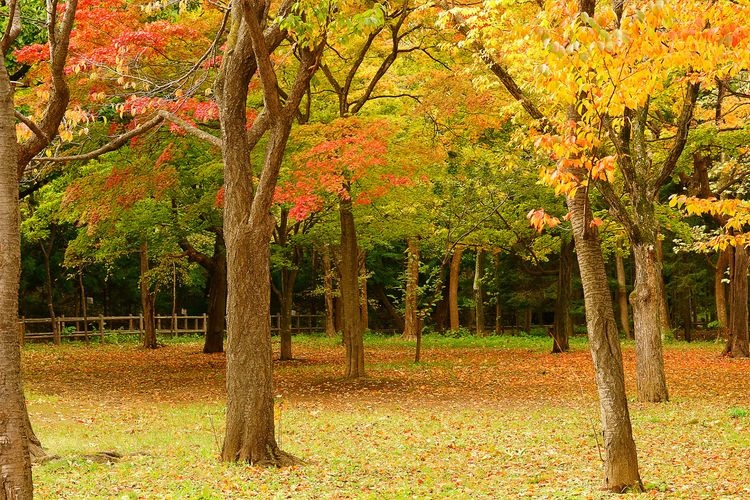 Parque Maruyama
