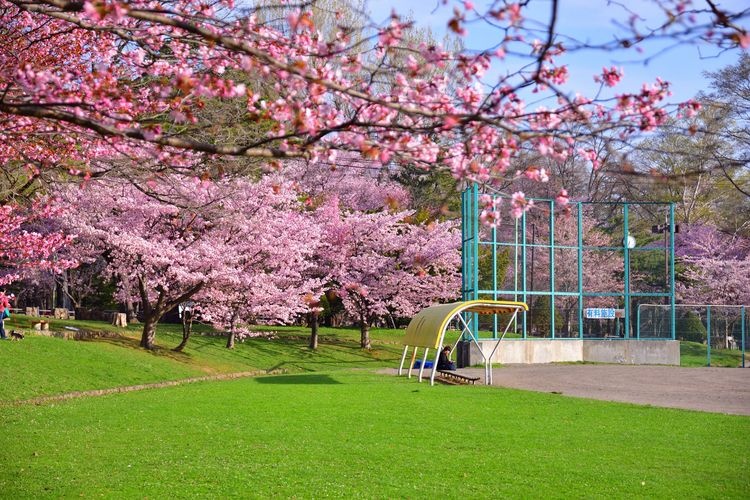 Parque Maruyama 3