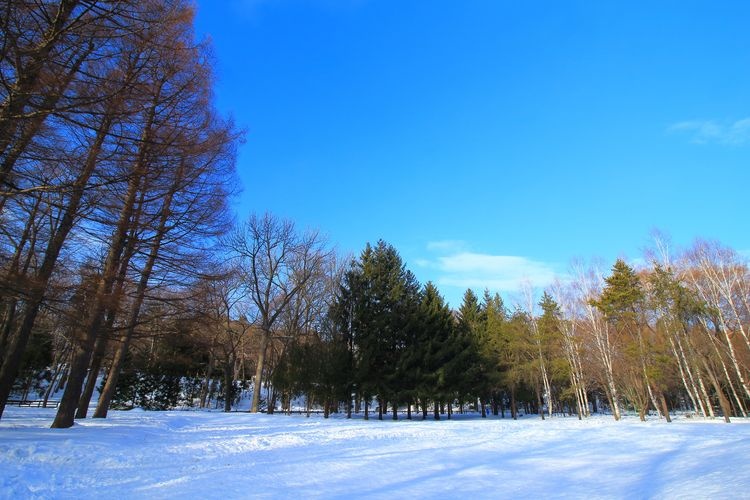 Parque Maruyama 4