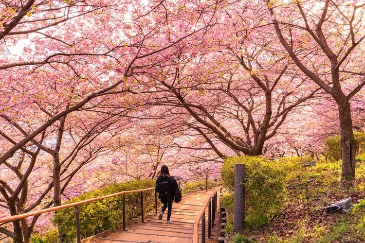 松田山香草花園 (Matsudayama Herb Garden)