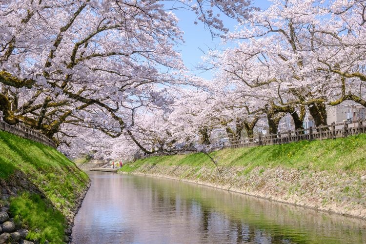 松川の桜