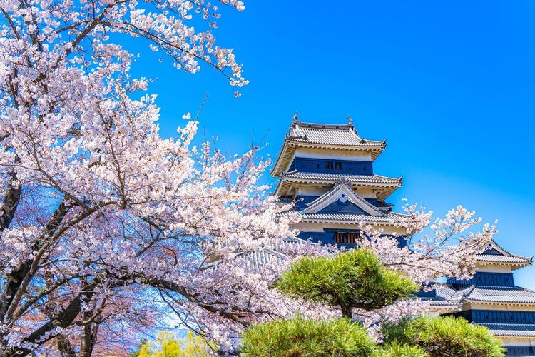 Matsumoto Castle 7