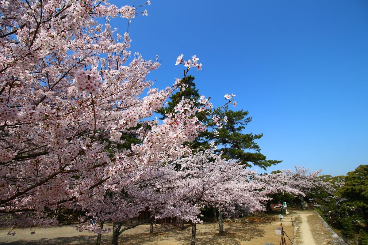 Ruines du château de Matsuzaka (Parc Matsuzaka)