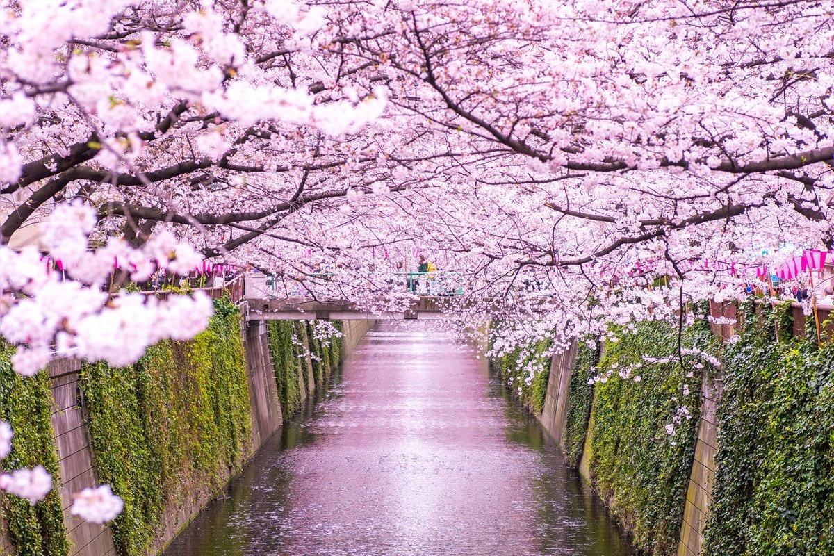 แม่น้ำเมกุโระ (Meguro River)