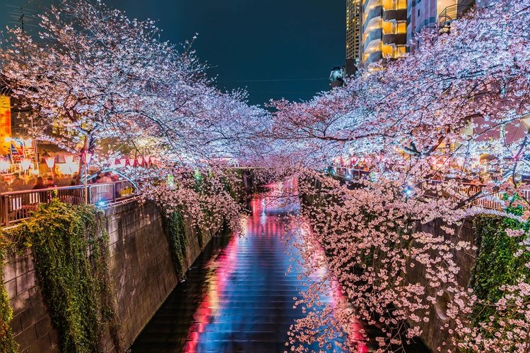 แม่น้ำเมกุโระ (Meguro River)