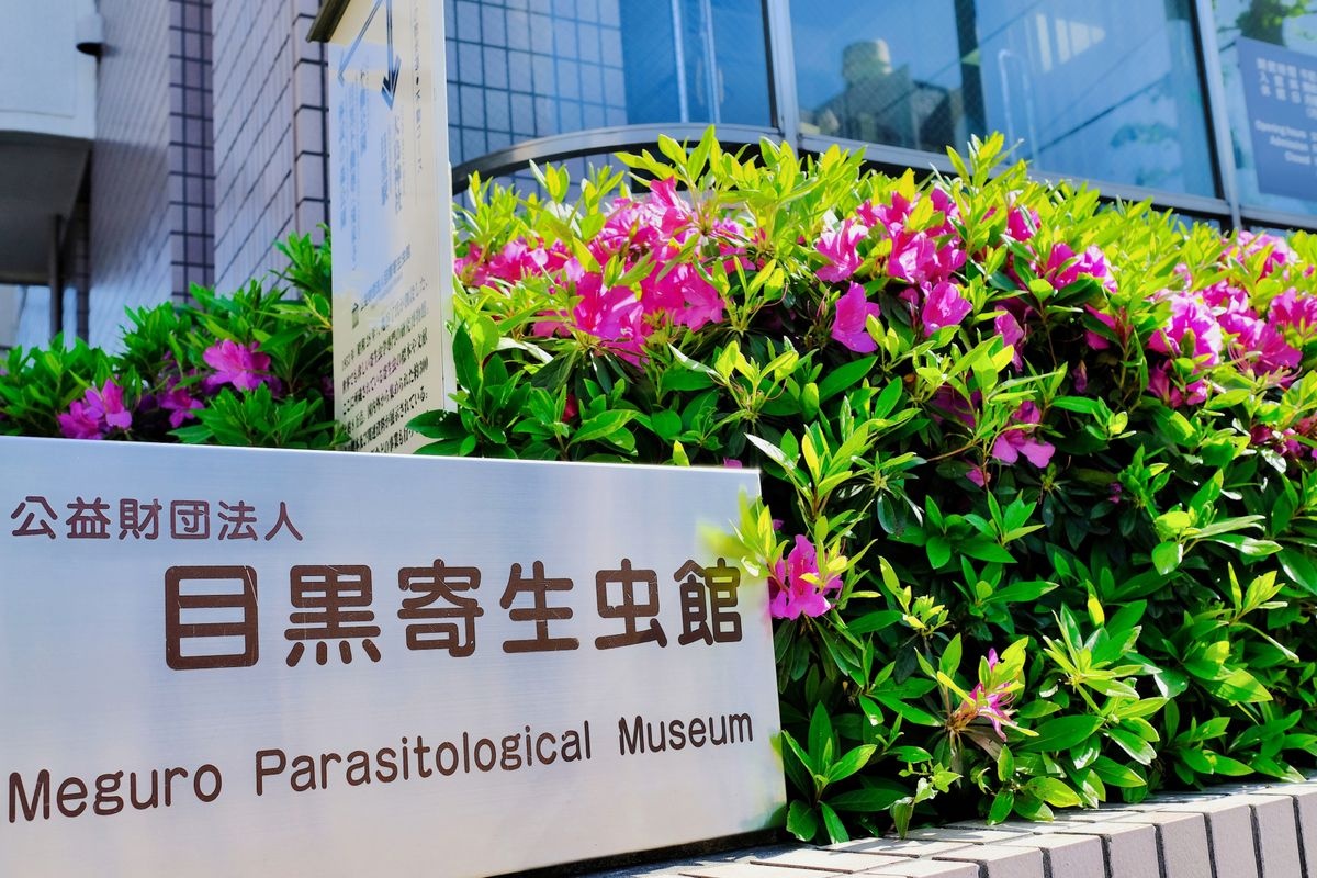 Museum of Parasitology Meguro