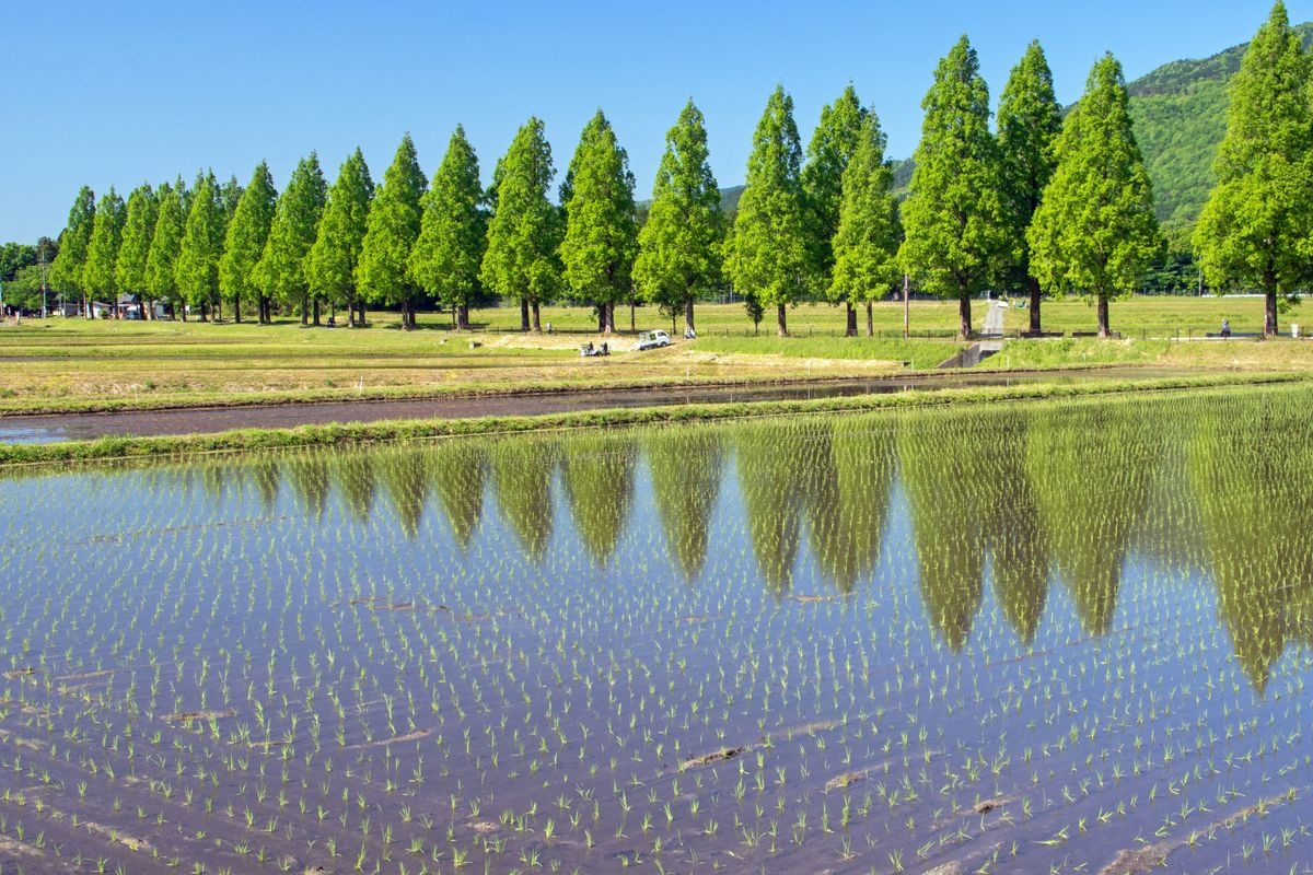 Metasequoia Namiki (Metasequoia Avenue)