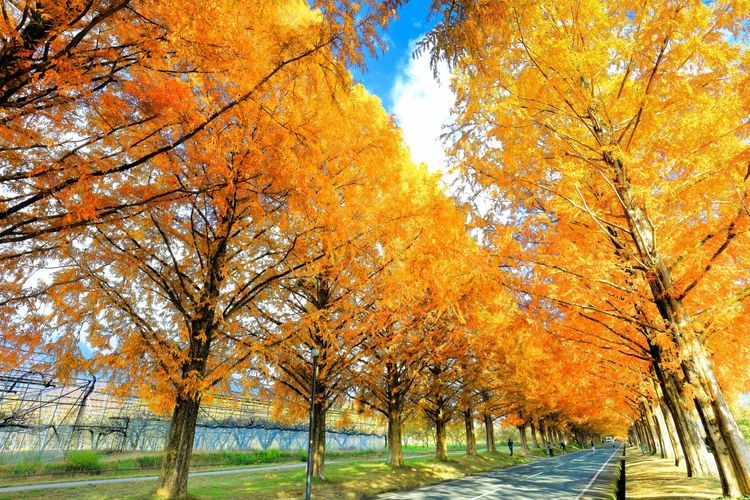 Metasequoia Namiki (Metasequoia Avenue)