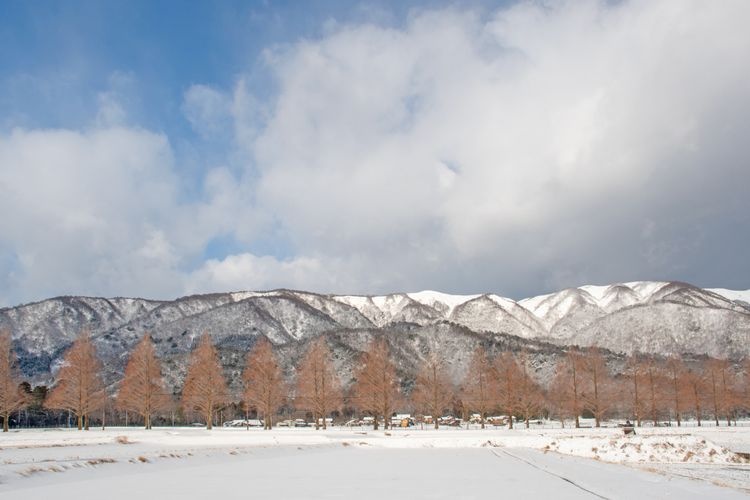 Metasequoia Namiki (Metasequoia Avenue) 2