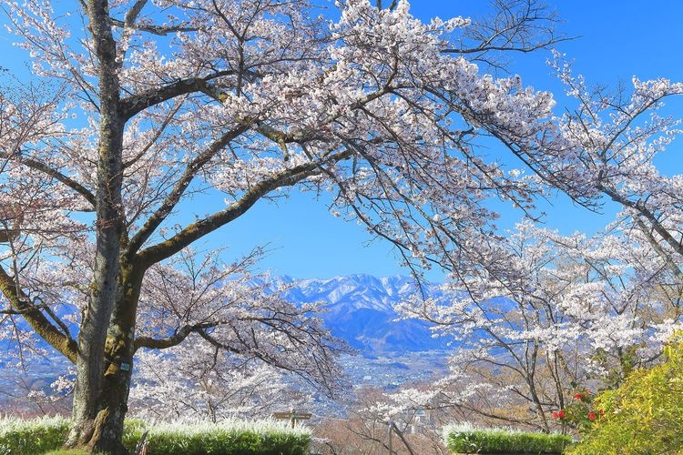 สวนบิโนยามะ (Mi no Yama Park) 4