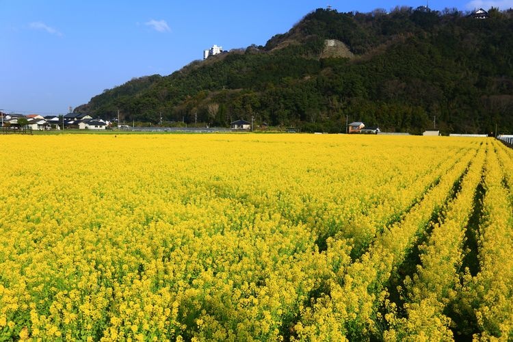 道の駅 原鶴