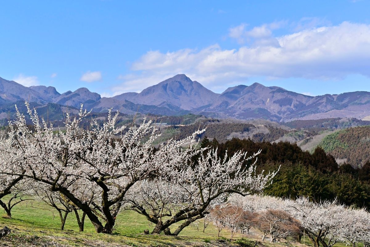 สวนดอกบ๊วยมิซาโตะ (Misato Bairin)