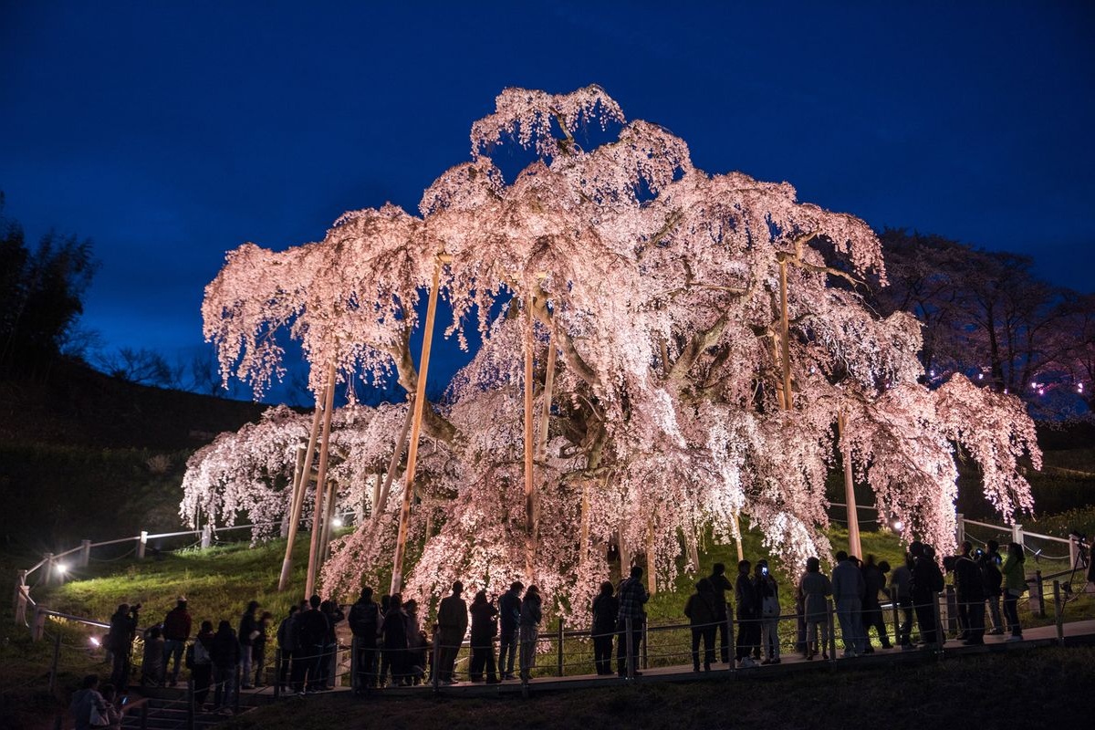 Miharu Takizakura (Miharu Waterfall Cherry Blossom)