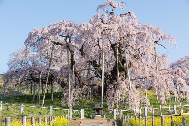 Miharu Takizakura (Miharu Waterfall Cherry Blossom)