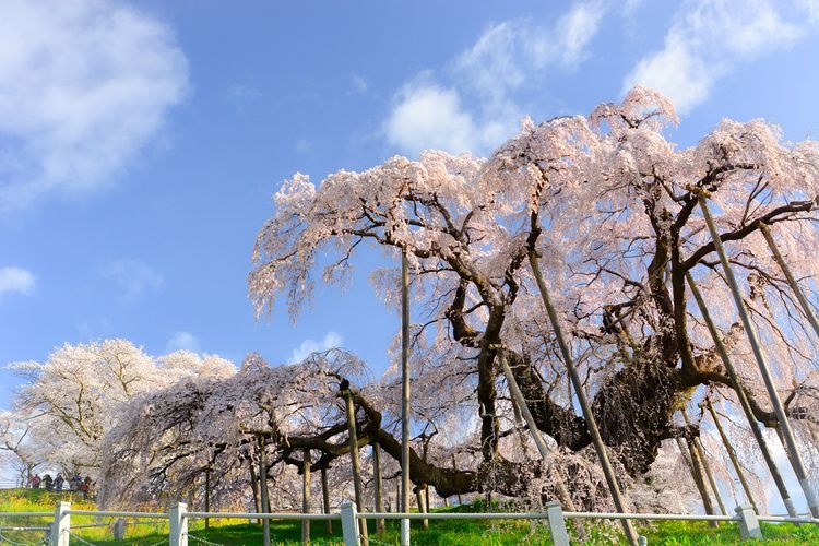 Miharu Takizakura (Miharu Waterfall Cherry Blossom) 2