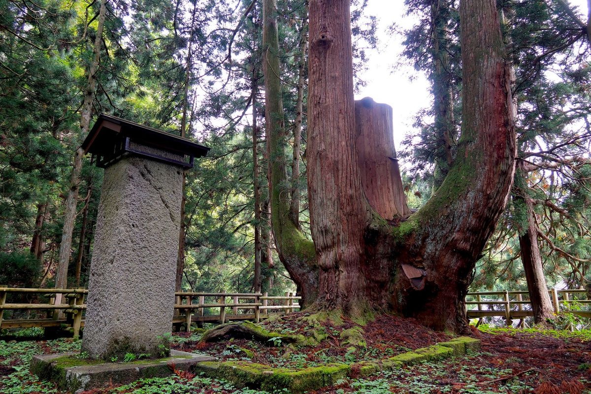 三川の将軍杉