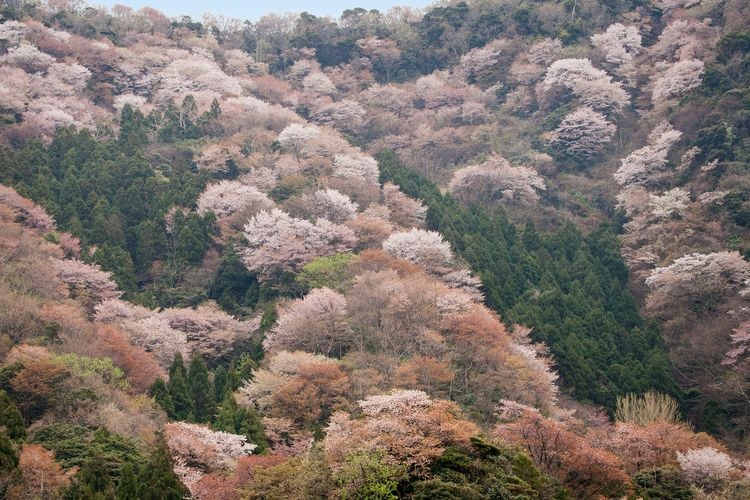 神子の山桜