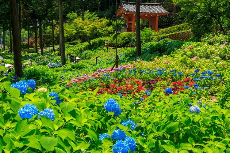 三室户寺