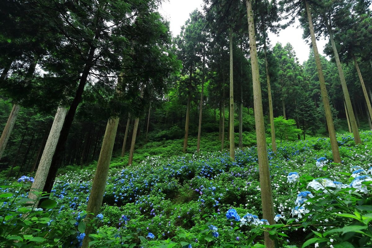 南沢あじさい山