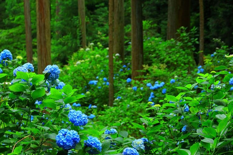 南泽绣球花山