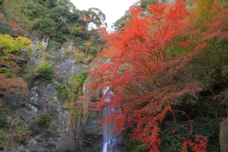 Air Terjun Minoh 2