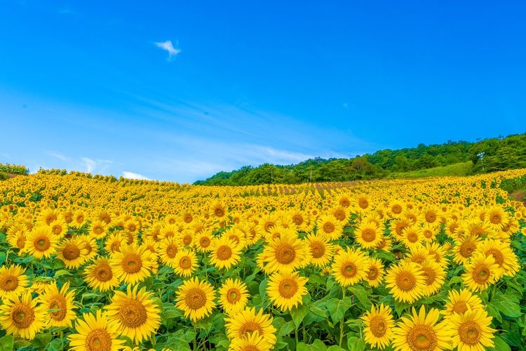 Minokura Kogen Flower Fields