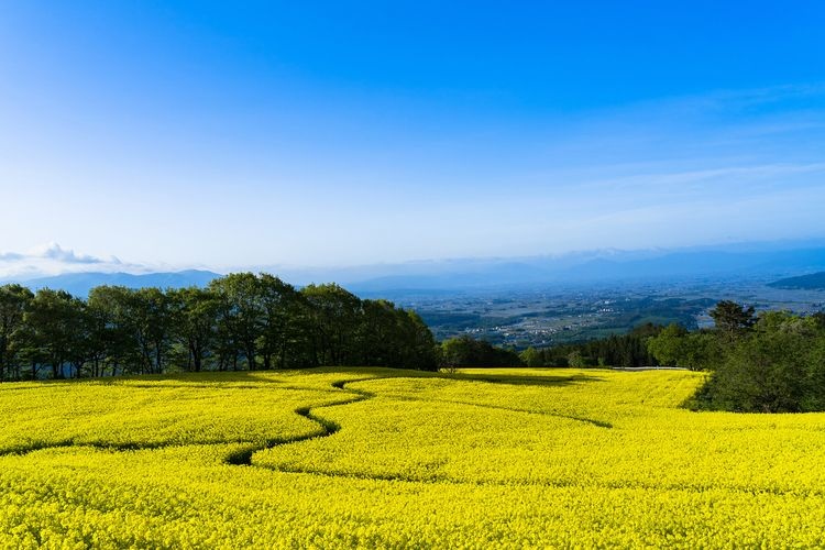 Minokura Kogen Flower Fields 2