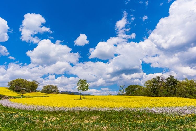 Minokura Kogen Flower Fields 3