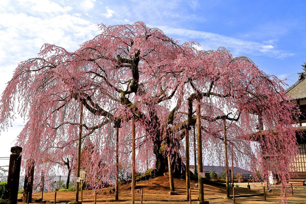 Mio no Sato Butai Sakura (Tensoji Temple)