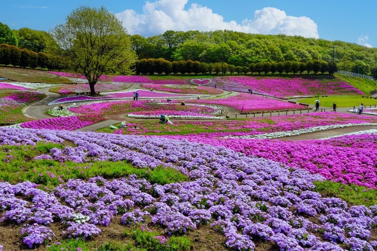 みさと芝桜公園