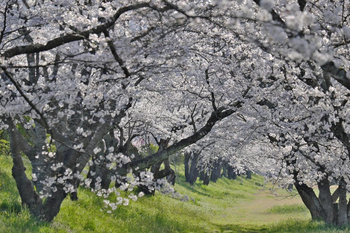 三刀屋川樱花大道