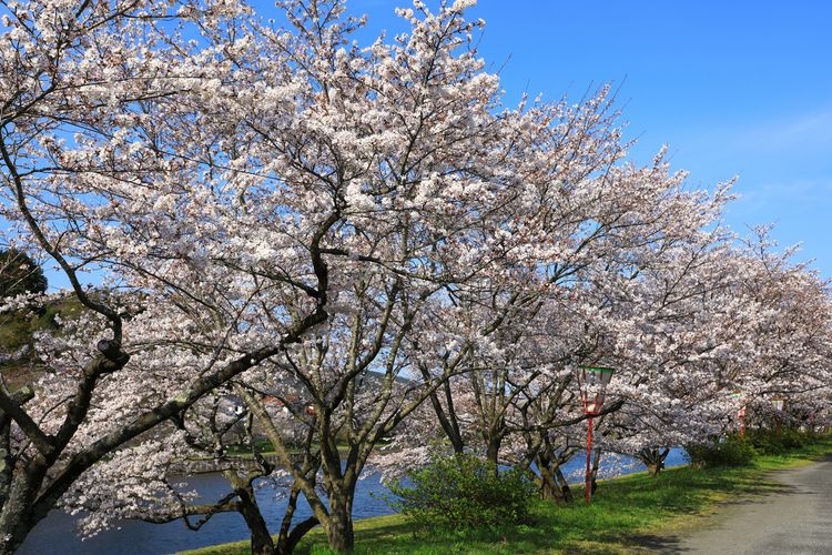 三刀屋川樱花大道