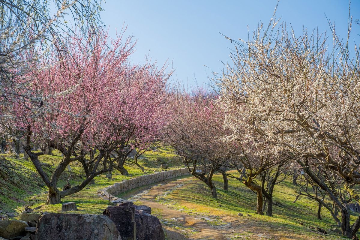 Mitsu Nature Observation Park (World Plum Park)