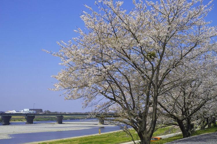 Miyagawa Tsutsumi