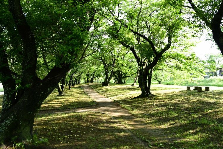 Miyagawa Tsutsumi 3
