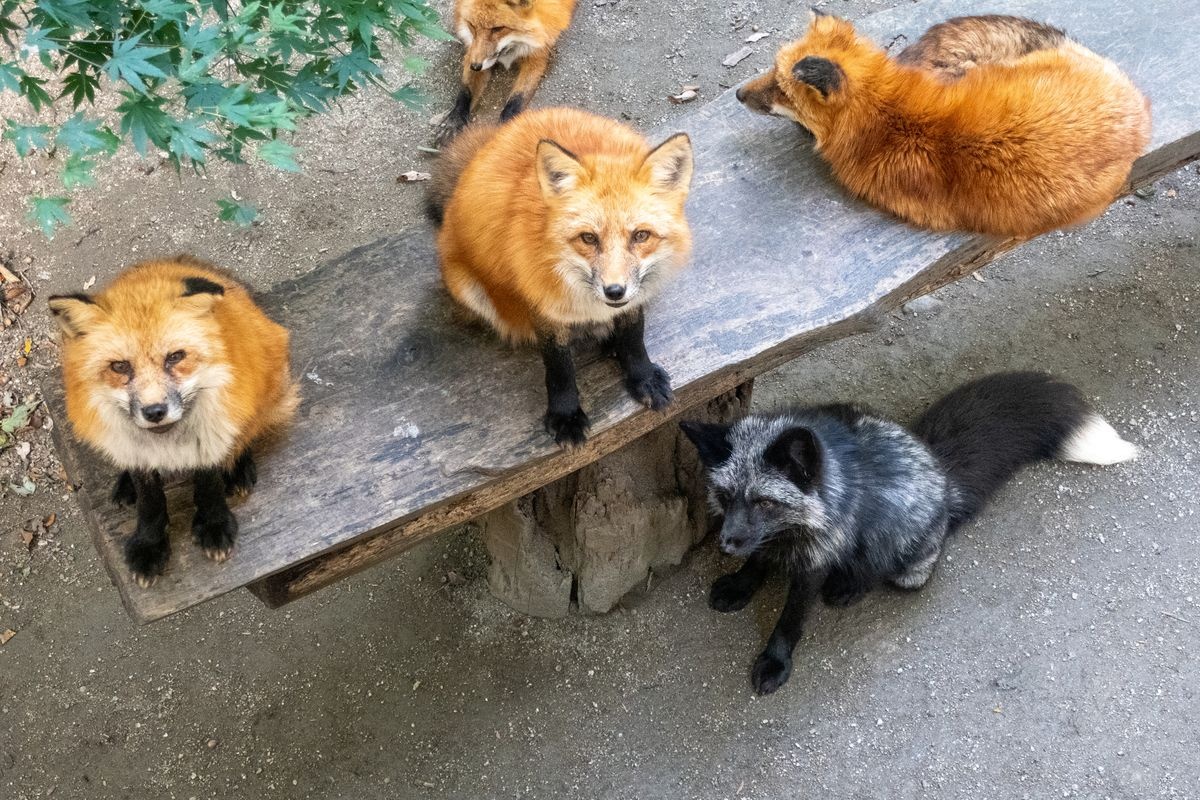 宮城蔵王キツネ村