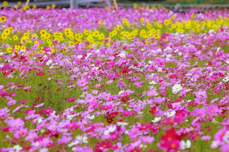 Tamanomae Park
