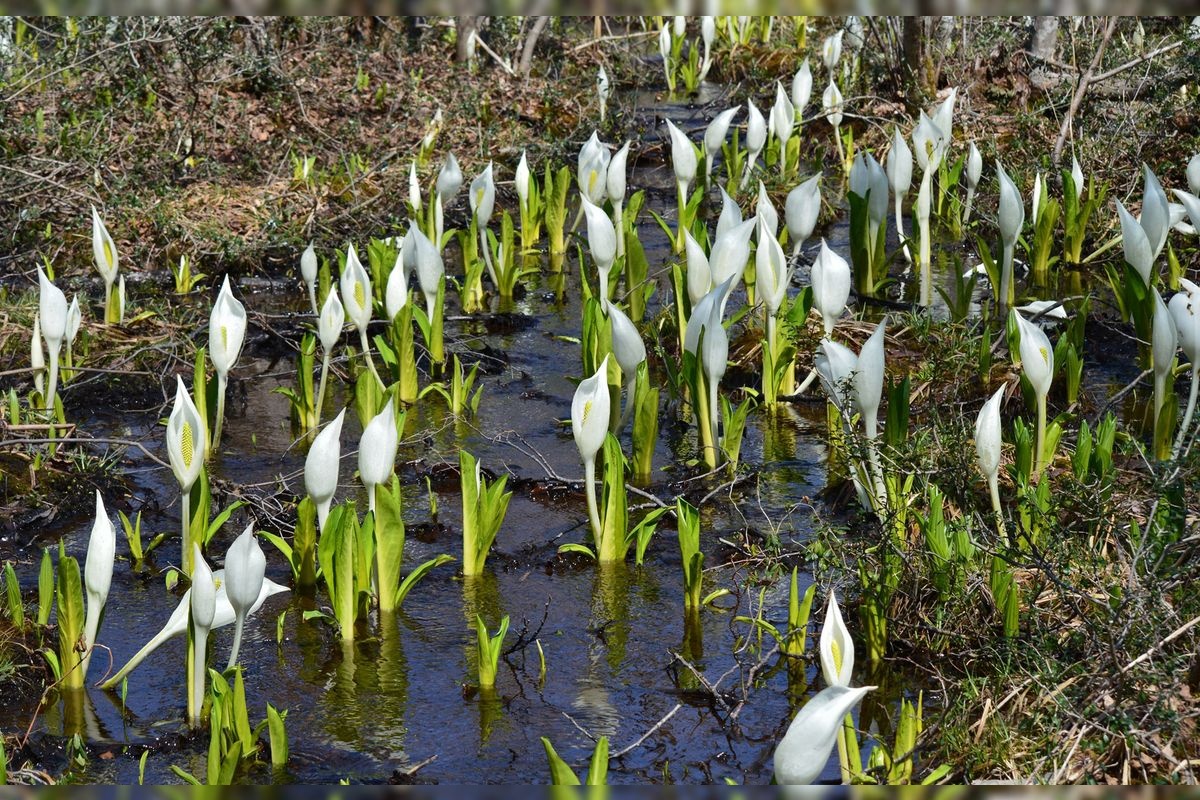 水芭蕉の森