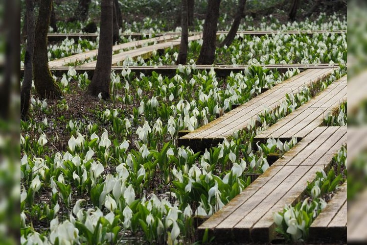 Mizubasho Park