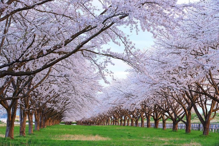 Mizusawa Racecourse